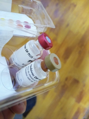 Pechinez cățelușa OFERTA    deparazit și cu primul vaccin facut - imagine 4