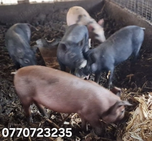 Vand purcei .  - imagine 5