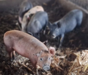 Vand purcei .  - imagine 2