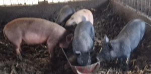 Vand purcei .  - imagine 3