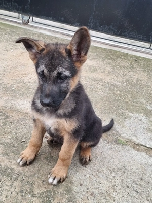 Căței de rasă Ciobănesc German!