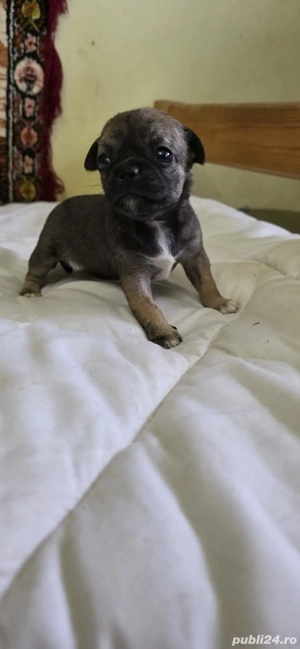 chihuahua puiut - imagine 2