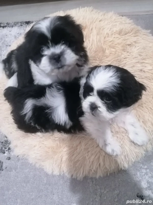 Vand  pui shih tzu - imagine 3