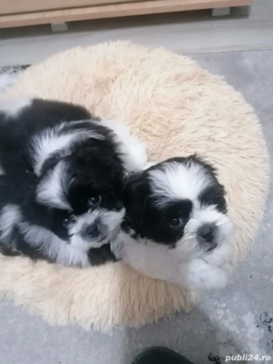 Vand  pui shih tzu - imagine 2
