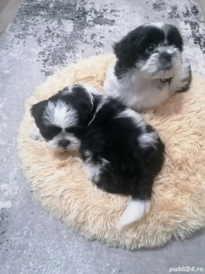 Vand  pui shih tzu - imagine 5