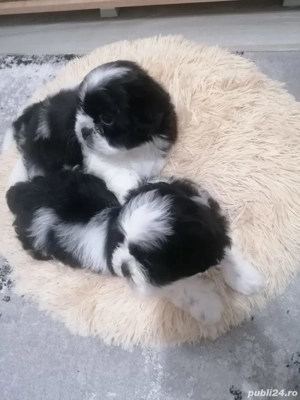 Vand  pui shih tzu