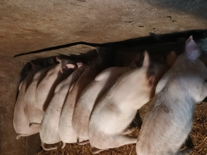 Vând purceii 2 luni rasa marele alb cu duroc - imagine 3