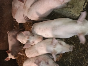 Vând purceii 2 luni rasa marele alb cu duroc - imagine 4