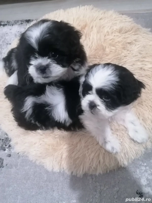 Vand  pui shih tzu - imagine 4