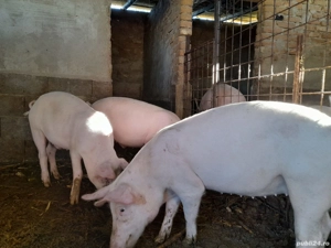 vand porc150-160kg - imagine 2