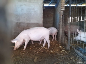 vand porc150-160kg - imagine 3