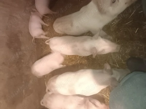 Vând purceii 2 luni rasa marele alb cu duroc - imagine 5