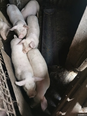 Suldei frumoși și mâncăcioși de vânzare  - imagine 3