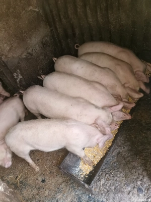 Suldei frumoși și mâncăcioși de vânzare  - imagine 5