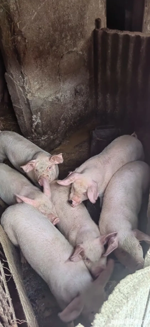 Suldei frumoși și mâncăcioși de vânzare  - imagine 2