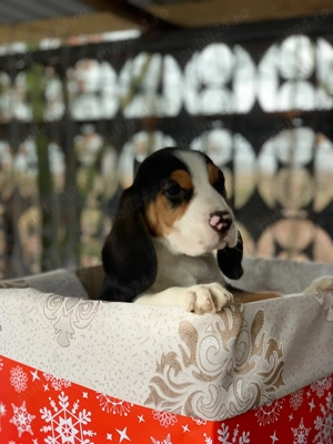 Beagle Tricolor
