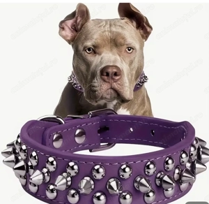 Zgarda 60 cm, caine talie mare