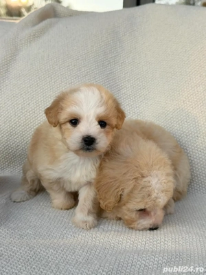 De vânzare pui Maltipoo adorabili jucăuși și inteligenți(bichon+pudel)! - imagine 3