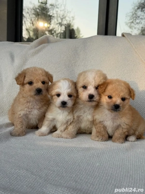 De vânzare pui Maltipoo adorabili jucăuși și inteligenți(bichon+pudel)! - imagine 2