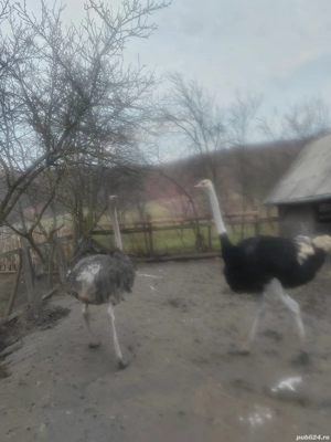 De vânzare struți  - imagine 4