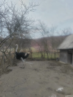 De vânzare struți  - imagine 2