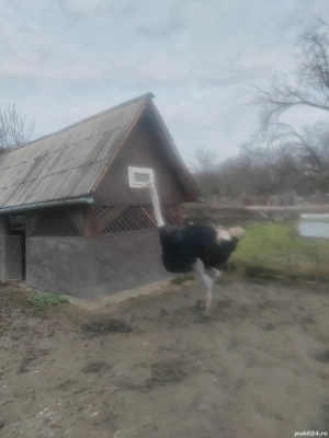 De vânzare struți  - imagine 3