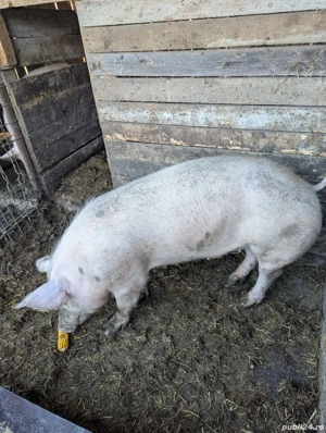 Vand porci - imagine 4