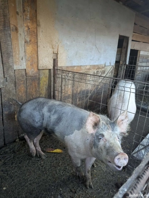 Vand porci - imagine 2