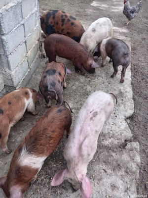 Grăsuni de vînzare scoarța  - imagine 2