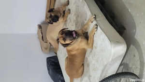 Donez mascul Cane Corso 