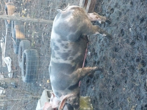 Doi porci de vanzare  detalii in privat   - imagine 2