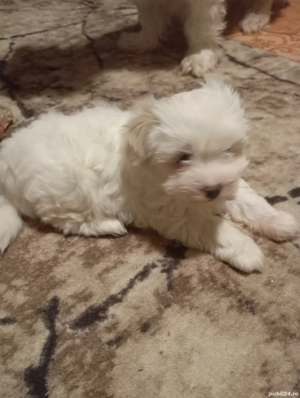 cateluse bichon maltez - imagine 2