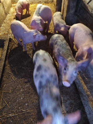 Vand purcei  - imagine 2