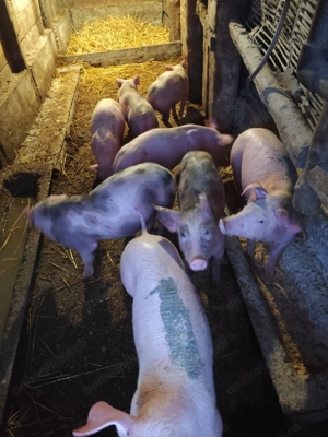 Vand purcei  - imagine 4