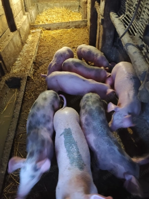 Vand purcei  - imagine 3