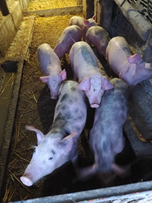 Vand purcei  - imagine 5