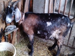 Capre anglo nubiene gestante disponibile - imagine 3