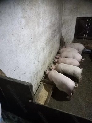 Purcei de 10 săptămâni  - imagine 2