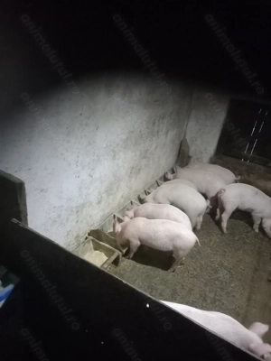 Purcei de 10 săptămâni  - imagine 3