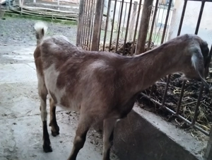 Capre anglo nubiene gestante disponibile - imagine 5