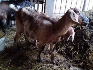 Capre anglo nubiene gestante disponibile - imagine 4