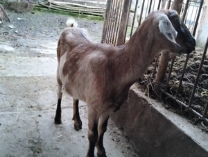 Capre anglo nubiene gestante disponibile - imagine 2