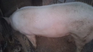 Vand porc viu crescut la tara, fara transport!