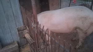 Vand porc viu crescut la tara, fara transport! - imagine 2