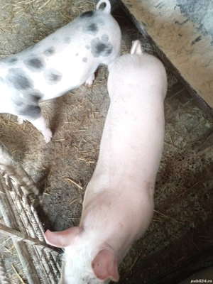 vand purcei - imagine 4