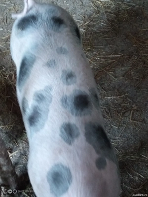 vand purcei - imagine 3