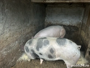 porci de vanzare  - imagine 2