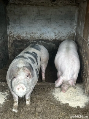 porci de vanzare  - imagine 4