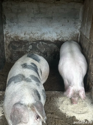 porci de vanzare  - imagine 3