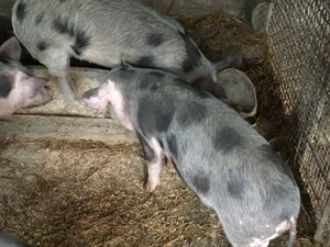 Vand 5 purcei de 3 luni  - imagine 3